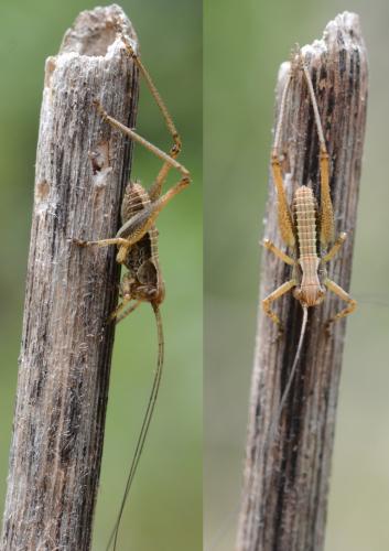 Tettigoniinae